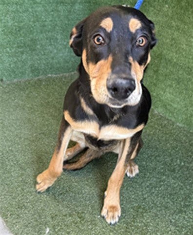 Photo of A5805505, adoptable Rottweiler in Lancaster, California