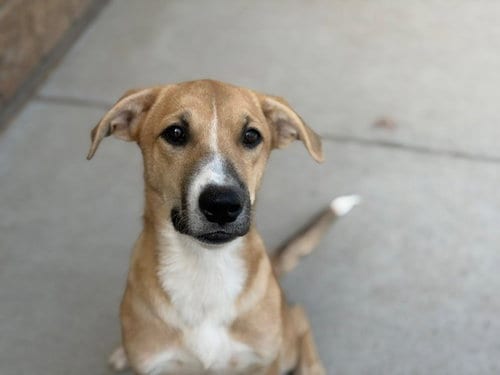 Photo of Cupcake, adoptable Labrador Retriever in Tulsa, Oklahoma