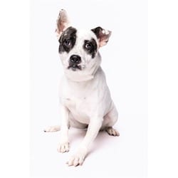 Photo of Nova, adoptable Australian Cattle Dog in Doral, Florida