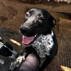 Photo of Yacht, adoptable Australian Cattle Dog American Pit Bull Terrier in Stephenville, Texas