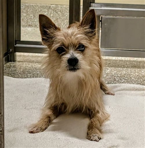 Photo of Rigby, adoptable Yorkshire Terrier Yorkie in Clyde, North Carolina