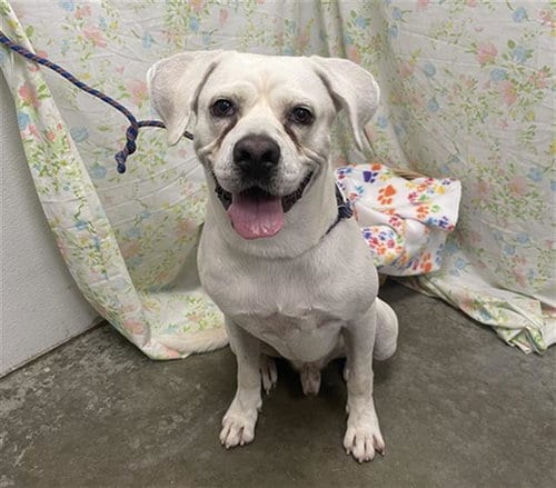 Photo of Buster, adoptable Labrador Retriever in Rosenberg, Texas