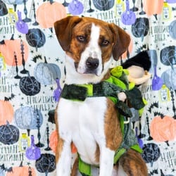 Photo of Wyatt, adoptable Labrador Retriever Mixed Breed (Medium) in Wilmington, Delaware