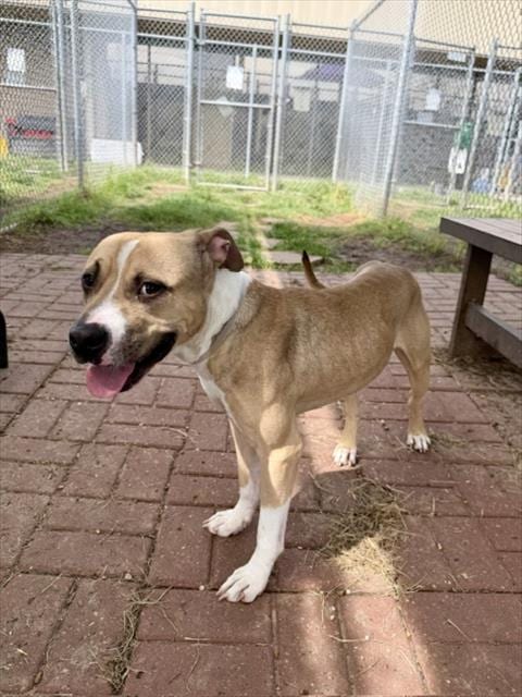 Photo of Marky, adoptable Staffordshire Bull Terrier in Houston, Texas
