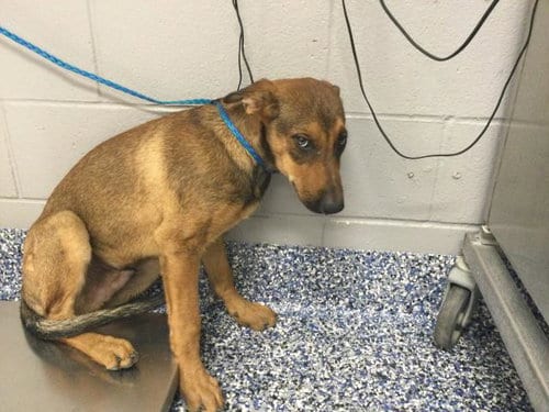 Photo of Gatsby, adoptable Belgian Shepherd Malinois in Thousand Palms, California
