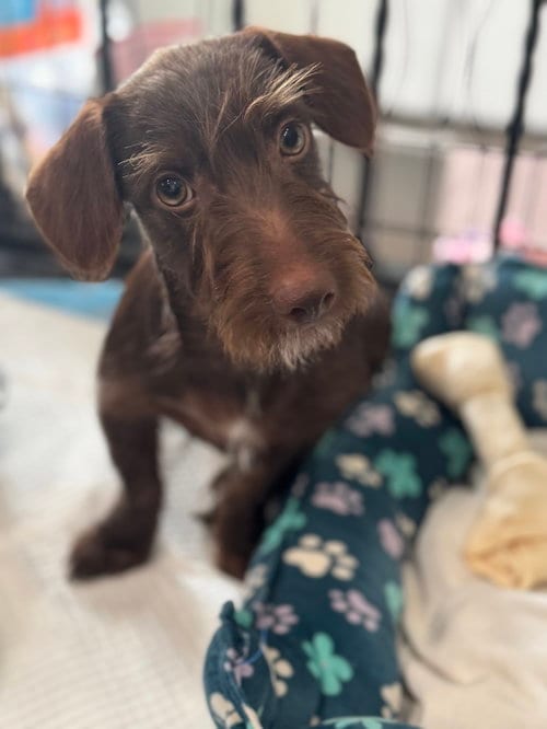 Photo of Wynston, adoptable Dachshund in Sandy, Utah