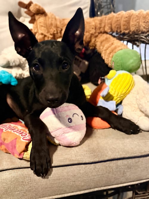 Photo of Sinjin, adoptable Labrador Retriever in The Woodlands, Texas