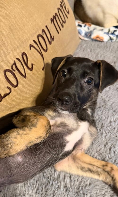 Photo of Skittles, adoptable Mountain Cur in Willingboro, New Jersey