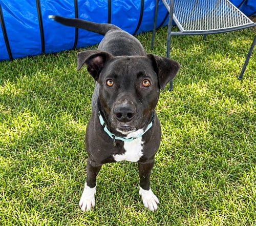 Photo of Marco, adoptable Labrador Retriever in Ocala, Florida