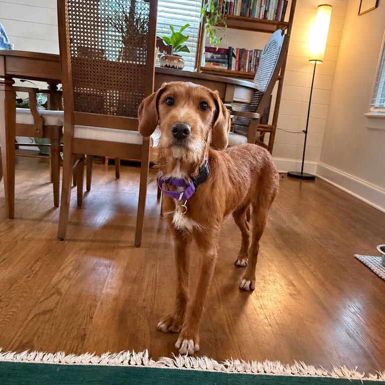 Photo of Ruby, adoptable Terrier in Raleigh area, North Carolina