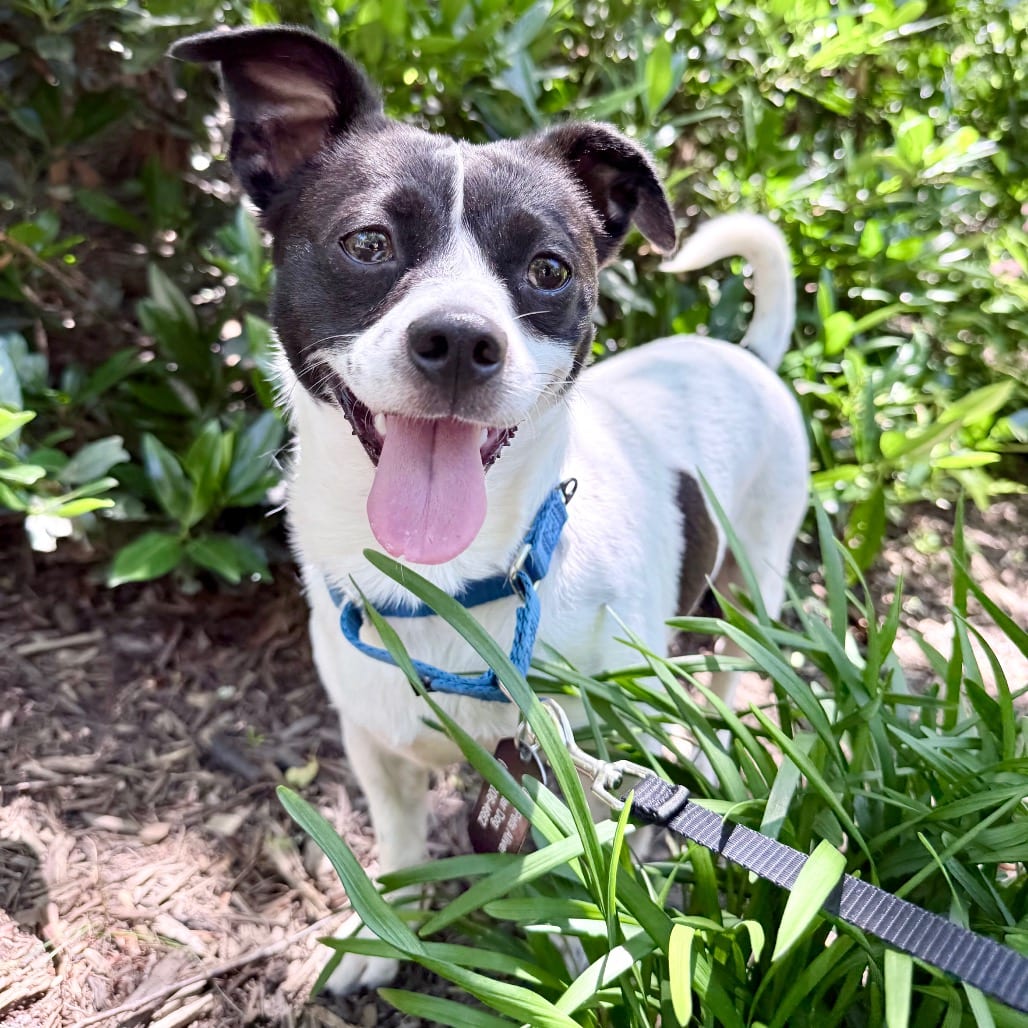 Photo of Rooster, adoptable Terrier, Boston / Chihuahua in Northern Virginia, Virginia