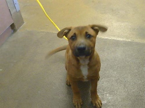 Photo of Nathan Drake, adoptable Mastiff in Sacramento, California