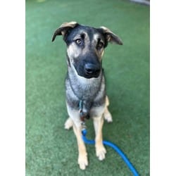 Photo of Ninja Gaiden, adoptable German Shepherd Dog in Roseville, California