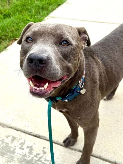 Photo of Werthers, adoptable dog in Baltimore, Maryland