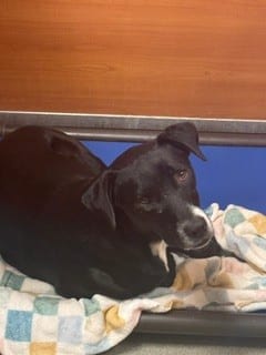 Photo of Chloe, adoptable Terrier mix in Miami, Florida
