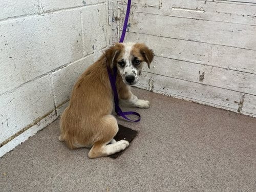 Photo of Mika, adoptable Australian Cattle Dog/Blue Heeler in San Bernardino, California