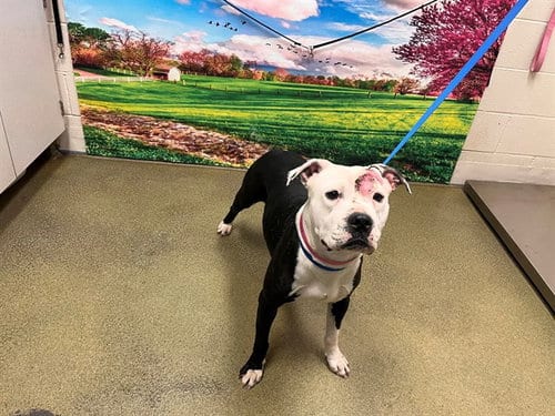 Photo of A554653, adoptable Pit Bull Terrier in Moreno Valley, California