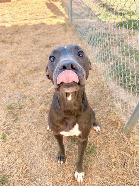 Photo of Winston, adoptable Pit Bull Terrier in Killeen, Texas