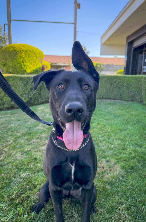Photo of Libby, adoptable Labrador Retriever in San Diego, California