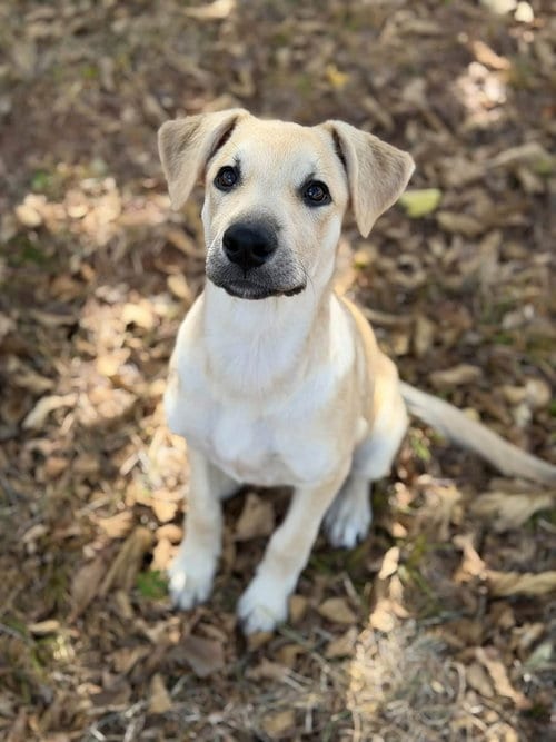 Photo of Quinn, adoptable Labrador Retriever in OKLAHOMA CITY, Oklahoma
