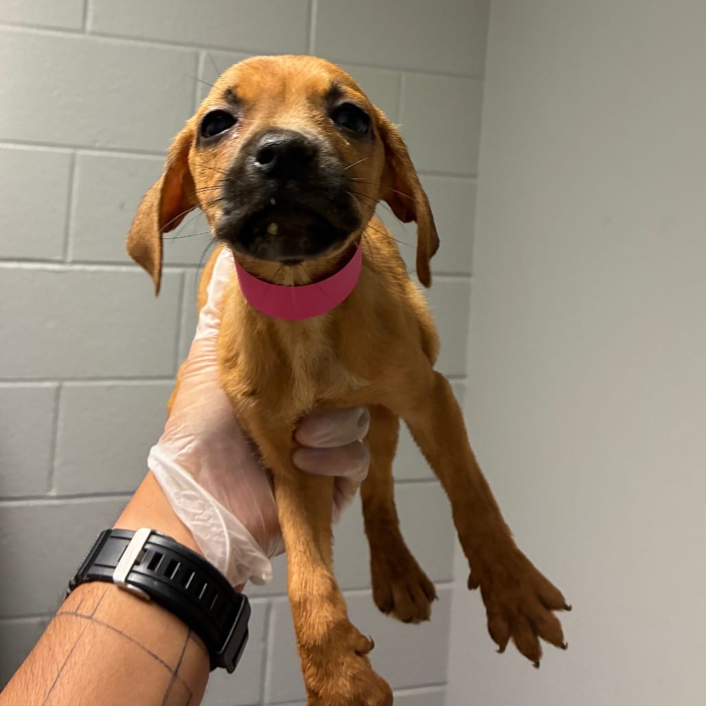 Photo of Subuwu, adoptable Mixed Breed (Small) in Chattanooga, Tennessee