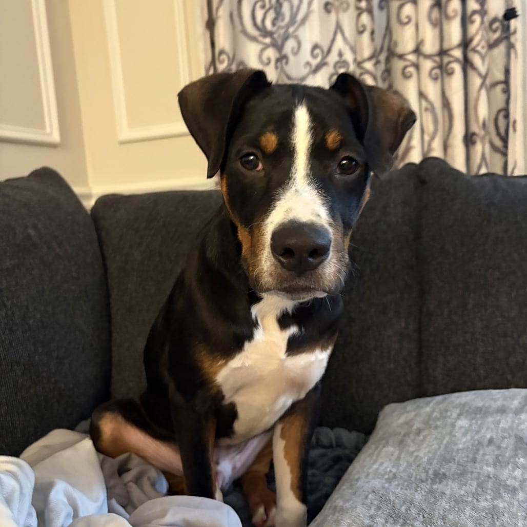 Photo of Hot Toddy, adoptable Bernese Mountain Dog in Maryland, Maryland