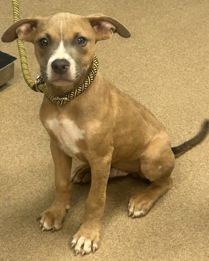 Photo of Fagin, adoptable dog in Chamblee, Georgia