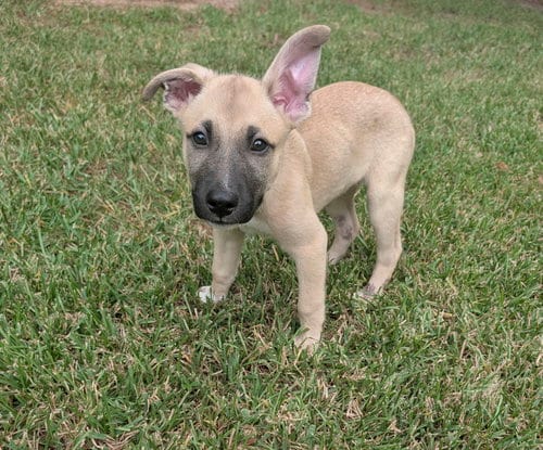 Photo of Remi, adoptable German Shepherd Dog in The Woodlands, Texas
