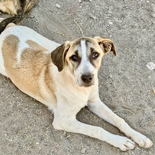 Photo of Gimble, adoptable Anatolian Shepherd in Yreka, California