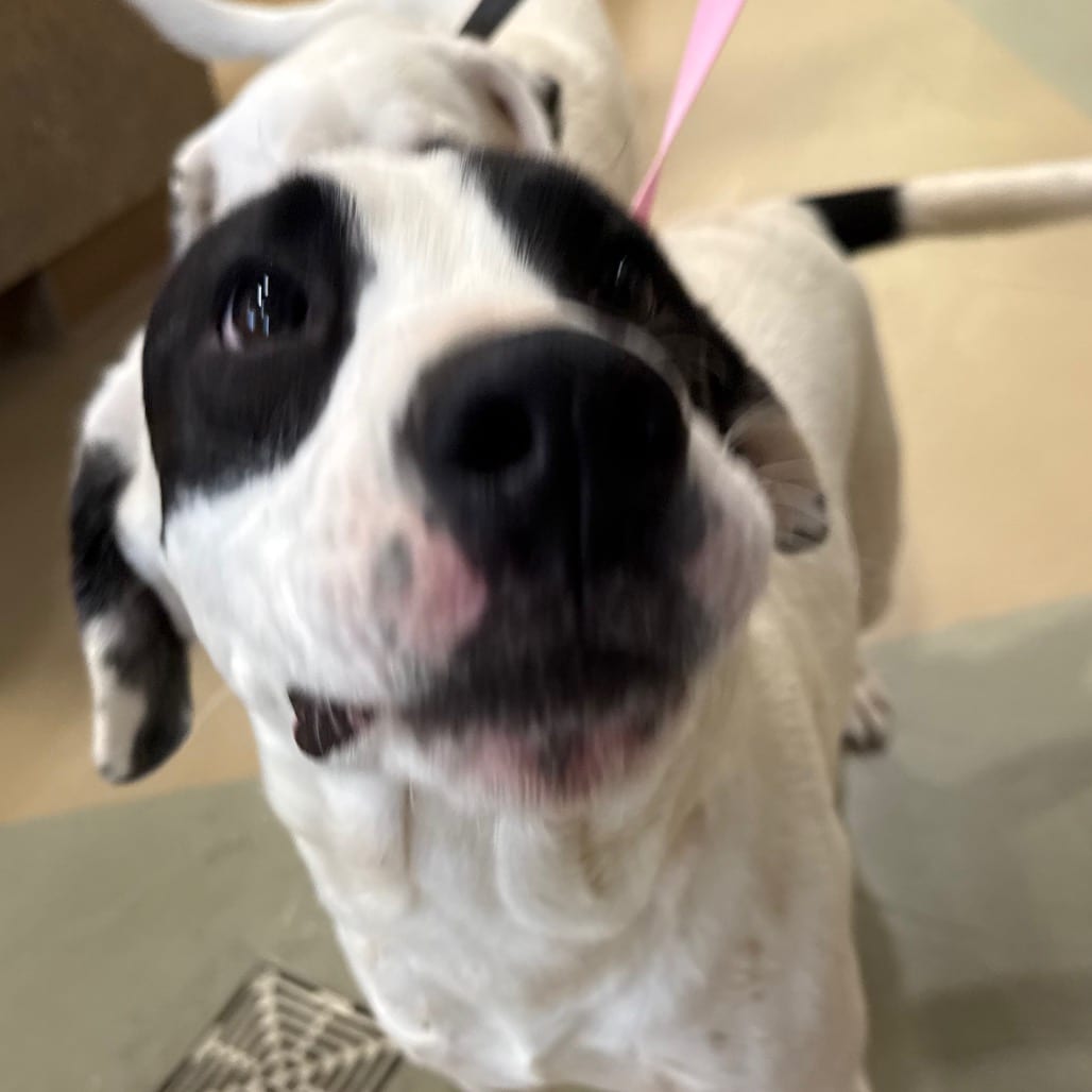 Photo of Linus, adoptable Mixed Breed (Large) in Winston-Salem, North Carolina