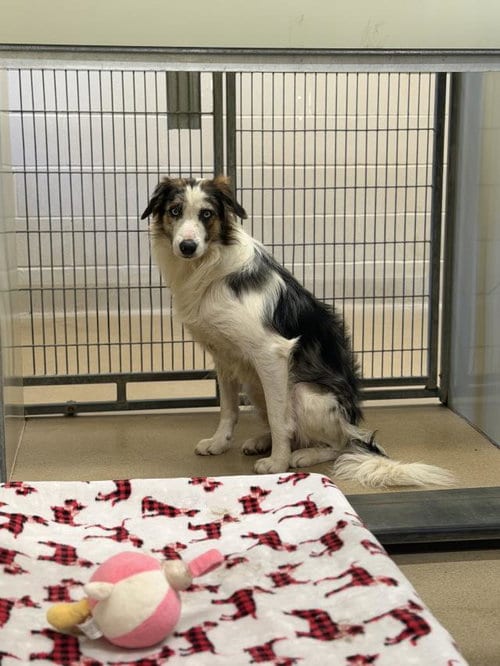 Photo of Arlo, adoptable Border Collie in Santa Maria, California
