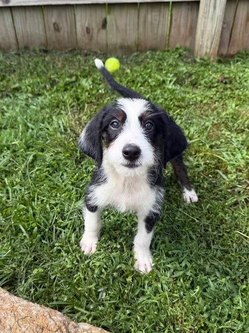 Photo of Florida : Davie, adoptable Terrier in Aurora, Indiana