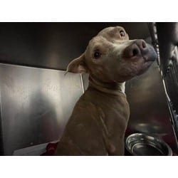 Photo of Jonah, adoptable Mixed Breed (Medium) in Baton Rouge, Louisiana