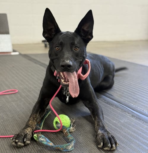 Photo of Juniper, adoptable Shepherd in Evergreen, Colorado