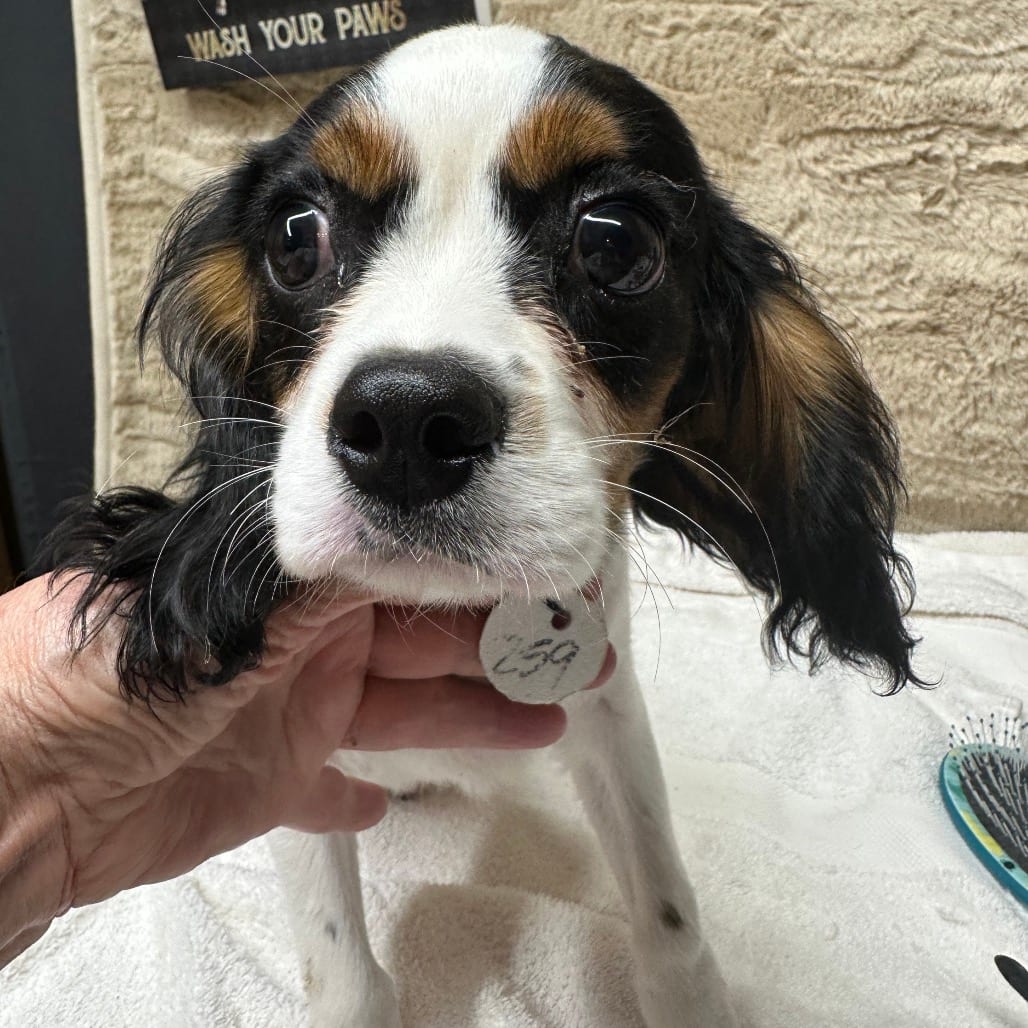 Photo of Scooter, adoptable Spaniel, Cavalier King Charles in Decatur, Illinois