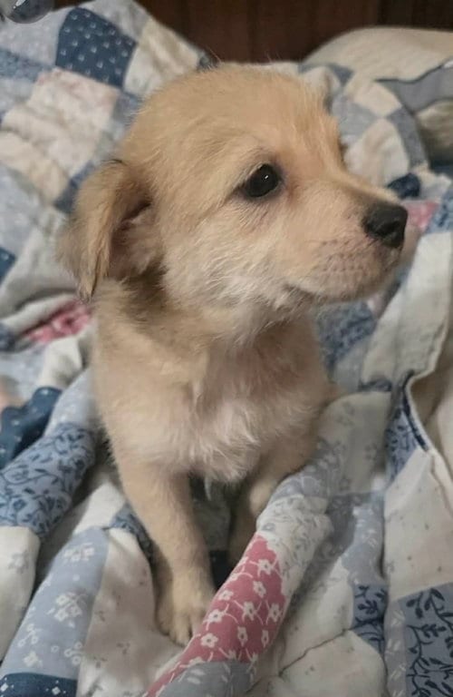 Photo of Archie- the A litter, adoptable Cairn Terrier in Oakhurst, New Jersey
