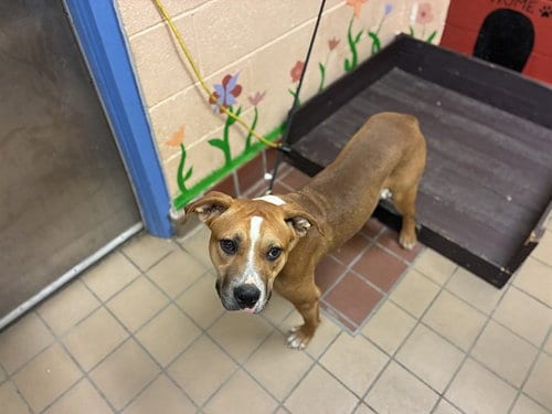 Photo of JR, adoptable Pit Bull Terrier in Castaic, California
