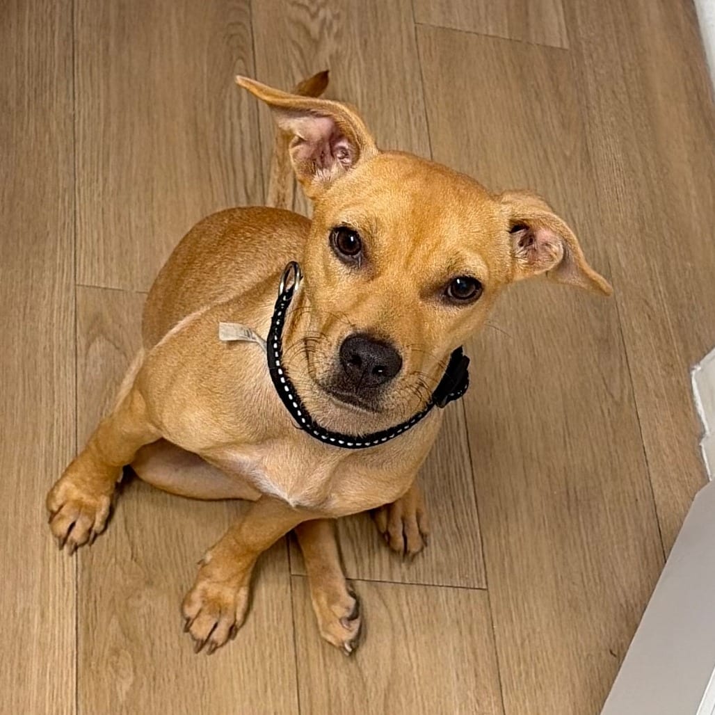 Photo of Remi, adoptable Mixed Breed (Small) in Gainesville, Florida
