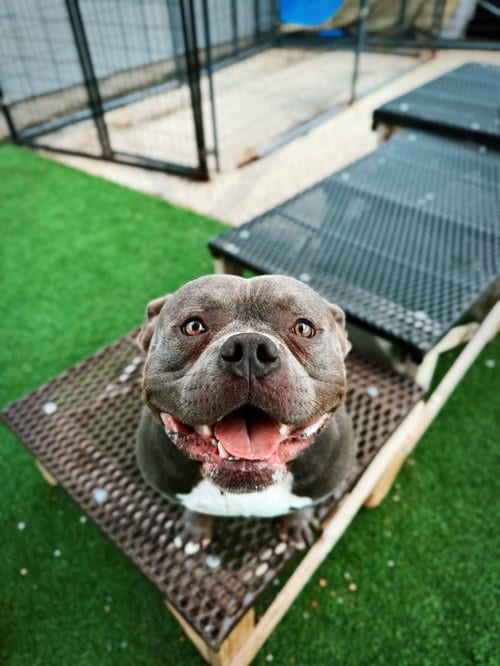 Photo of Cain, adoptable American Bulldog in Cedar Rapids, Iowa
