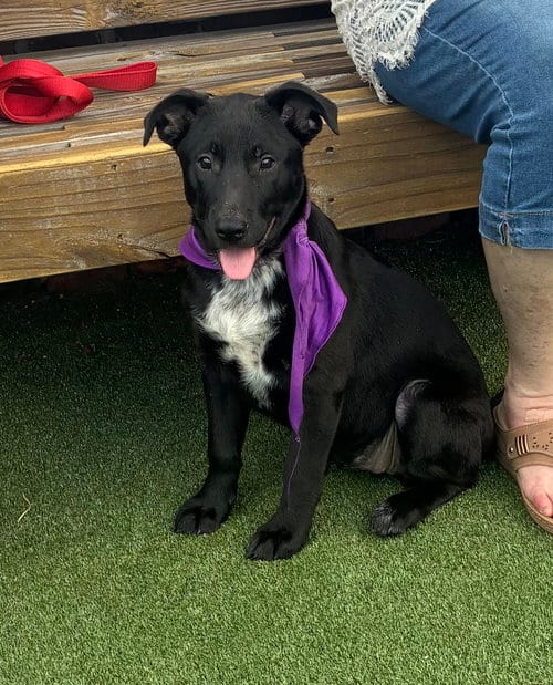 Photo of Bria, adoptable Terrier in Mobile, Alabama