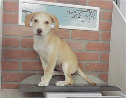 Photo of Jason, adoptable Labrador Retriever in Houston, Texas