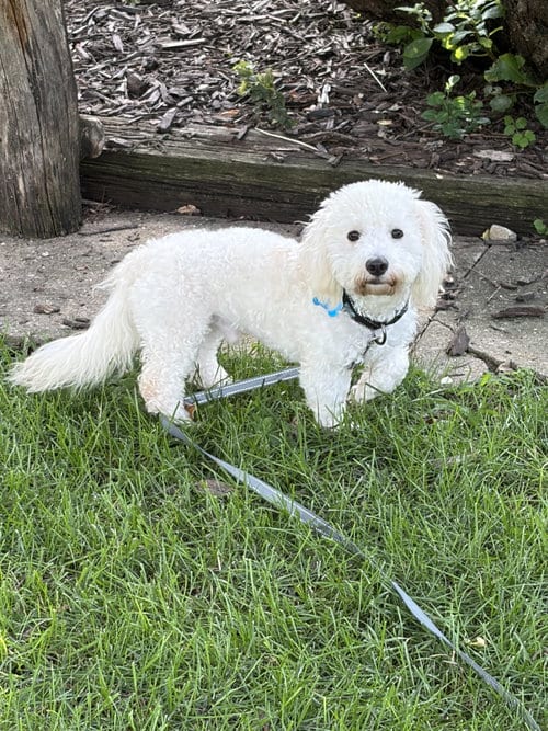 Photo of Kip, adoptable Maltese in Plainfield, Illinois