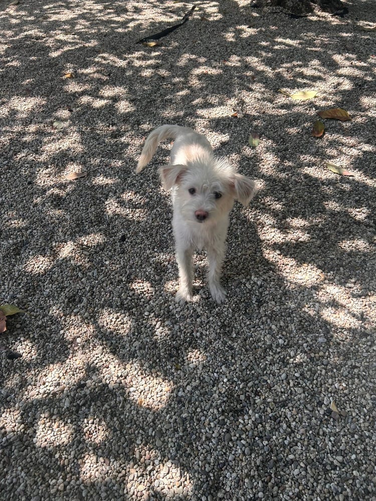 Photo of Maisie, adoptable Terrier in Dana Point, California