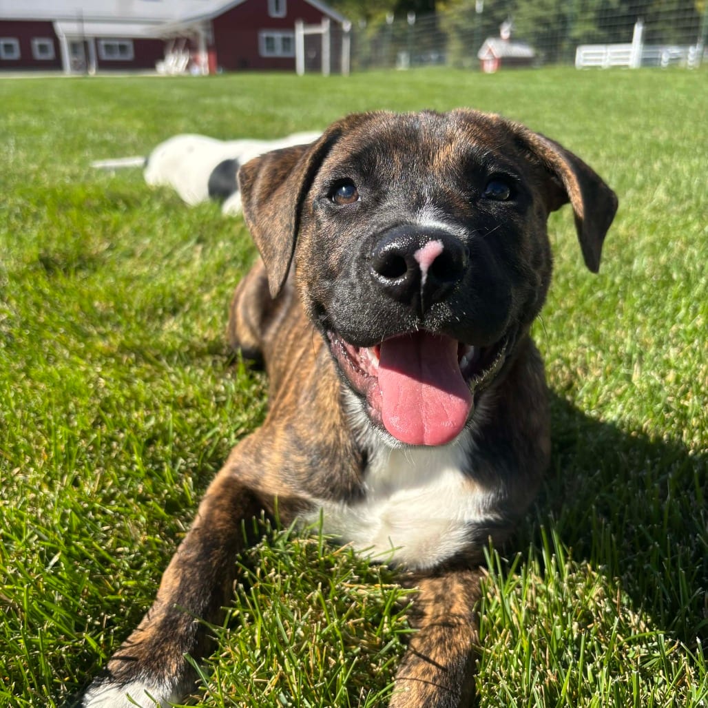 Photo of Mo, adoptable Mixed Breed (Medium) in West Olive, Michigan
