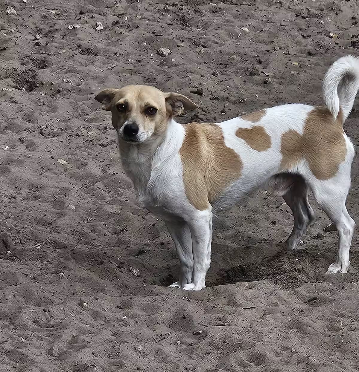 Photo of Jasper, adoptable Chihuahua in Riverview, Florida