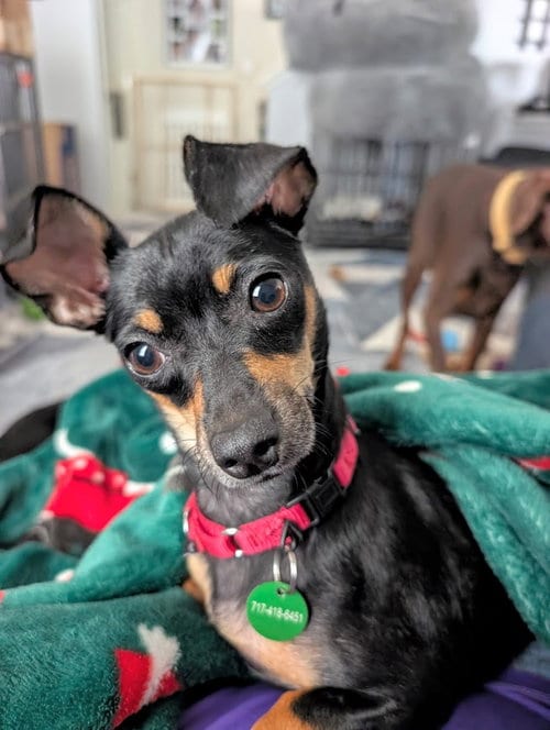 Photo of Odette, adoptable Chihuahua in Shermans Dale, Pennsylvania