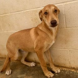 Photo of Sunny 5689, adoptable Mixed Breed (Medium) in Loxahatchee, Florida