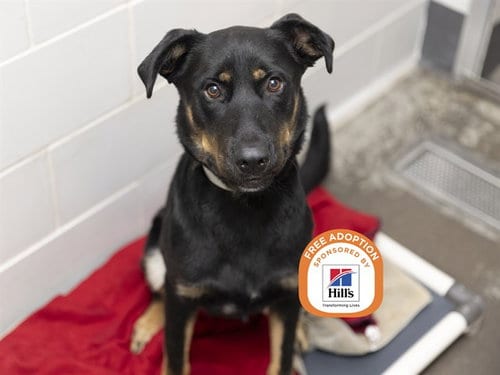 Photo of Rutabaga, adoptable German Shepherd Dog in Phoenix, Arizona