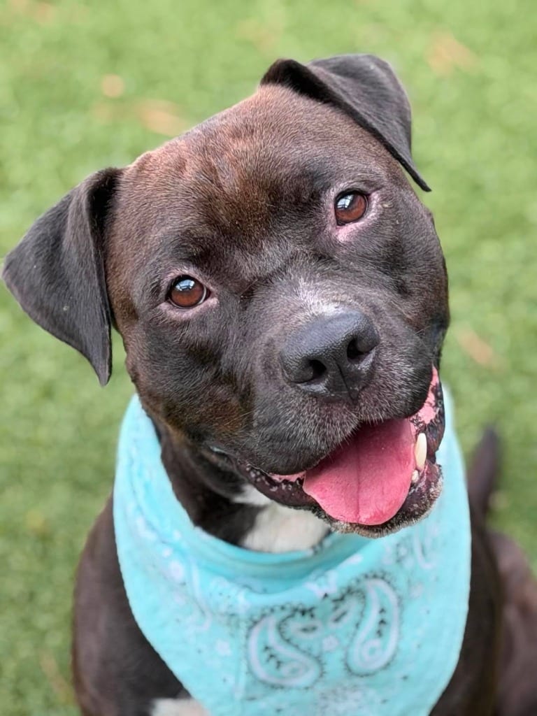 Photo of Reacher, adoptable Pit Bull Terrier in Hartsville, South Carolina