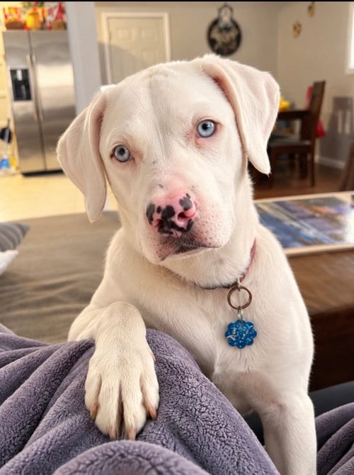 Photo of Cleo, adoptable Labrador Retriever in Euless, Texas
